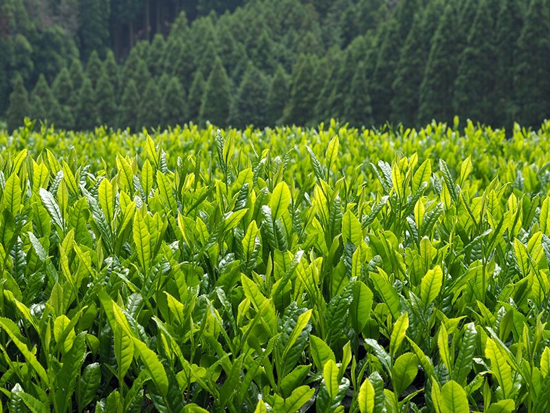 Thành phố Yame Fukuoka